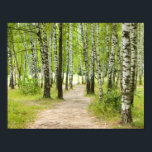 Poster Bois<br><div class="desc">Route dans une forêt de bouleaux</div>