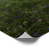 Poster Bois à bleuets du printemps (Coin)
