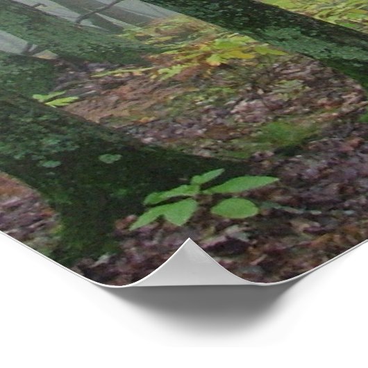 Poster Bois bruyants (Coin)