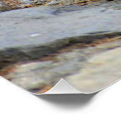 Poster Bois canard beauté oiseaux nature (Coin)