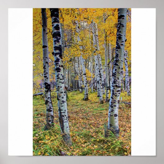 Poster Bois d'automne (Devant)