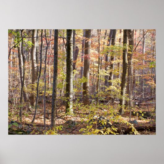 Poster Bois d'automne (Devant)