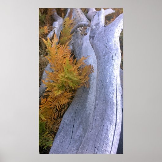 Poster Bois d'automne (Devant)