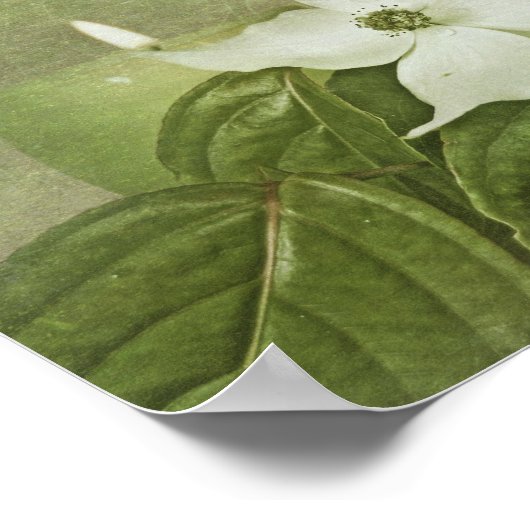 Poster Bois de chien en fleurs (Coin)