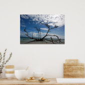 Poster Bois de dérive (Cuisine)