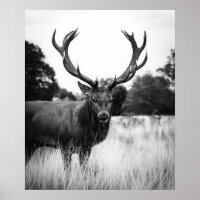Bois de la forêt de Cabine de cerfs blancs noirs