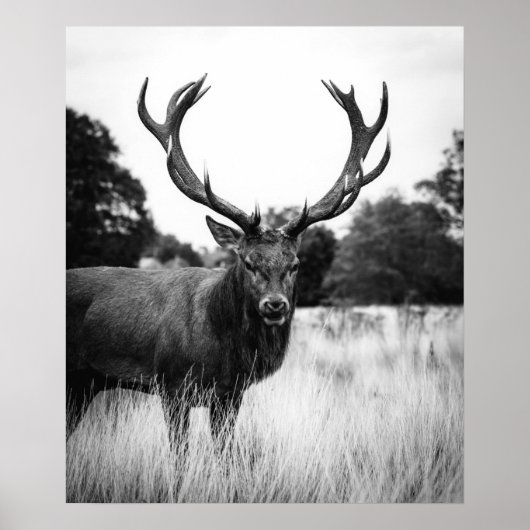 Poster Bois de la forêt de Cabine de cerfs blancs noirs (Devant)