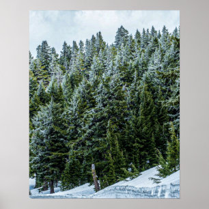 Poster Bois de la rive des neiges // Forêt de pins