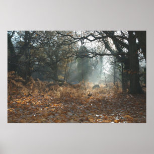 Poster Bois de l'Amérique