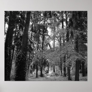 Poster Bois de Milou