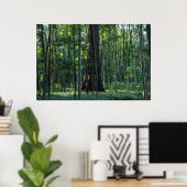 Poster Bois et hêtres avec séquoias (Bureau à domicile)