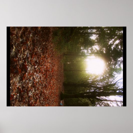 Poster Bois inférieur (Devant)