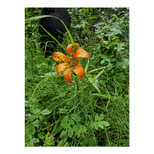 Poster Bois orange (Devant)