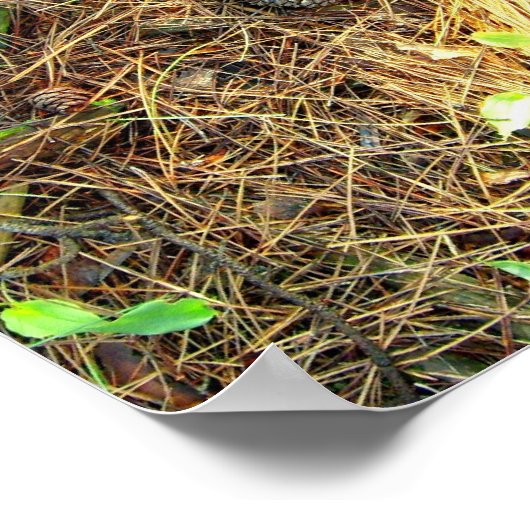 Poster Bois - Pinecones, etc.Poster (Coin)