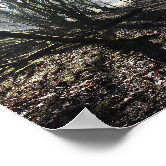 Poster boisé dans l'affiche d'art hivernal (Coin)