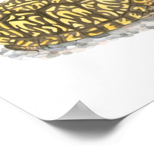 Poster Boîte Est Turtle Art (Coin)