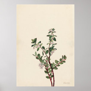 Poster Boîte Huckleberry (Gaylussacia brachycera)