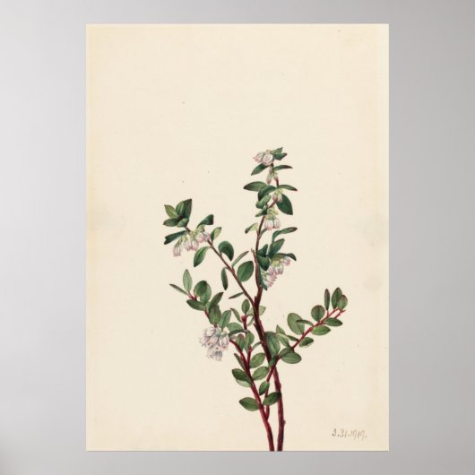 Poster Boîte Huckleberry (Gaylussacia brachycera) (Devant)