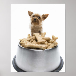 Poster Bol de festins de chien par Yorkshire Terrier