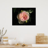 Poster Bolero Hybrid Tea Rose 011 (Cuisine)