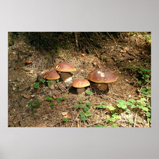 Poster boletus (Devant)