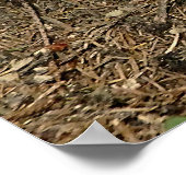 Poster boletus (Coin)