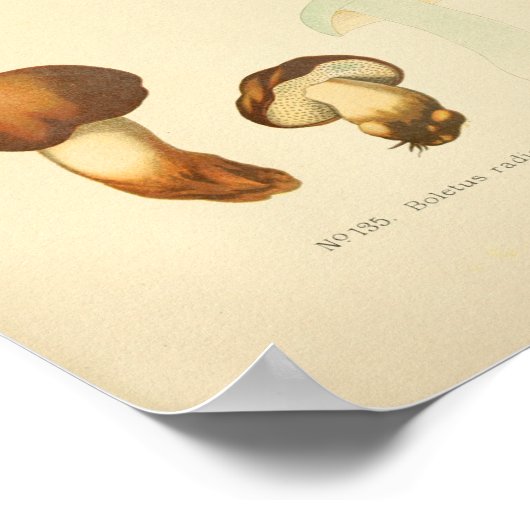 Poster Boletus Brown Champignons Art Imprimer Français (Coin)