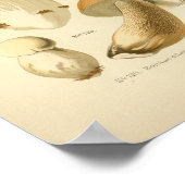 Poster Boletus Brown Champignons Art Imprimer Français (Coin)