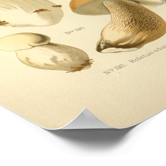 Poster Boletus Brown Champignons Art Imprimer Français (Coin)
