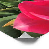 Poster Bolray Price Tulips (Coin)