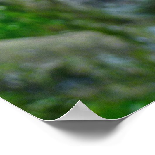 Poster Bombax (Coin)