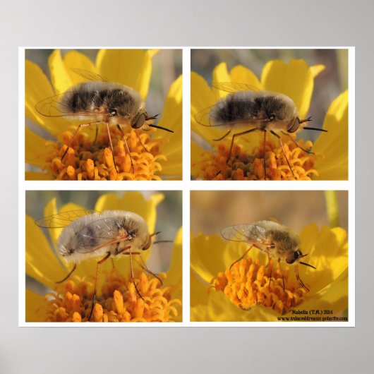 Poster Bombyliidae de famille (Devant)