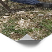 Poster Bon vieux Curtis (Coin)