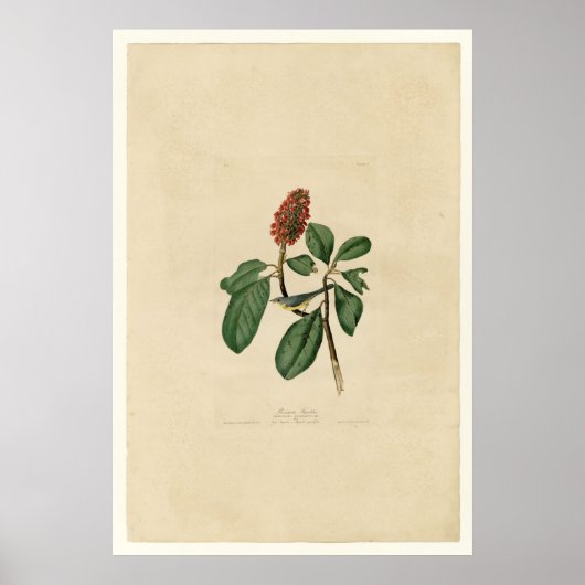 Poster Bonaparte Flycatcher (Devant)