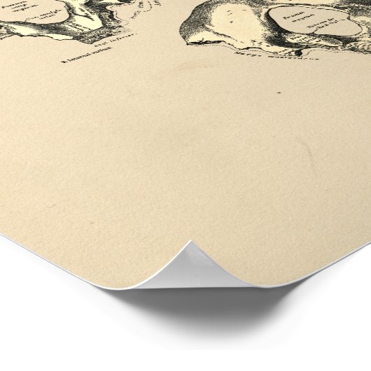 Poster Bones crâniennes vintages 1880 (Coin)