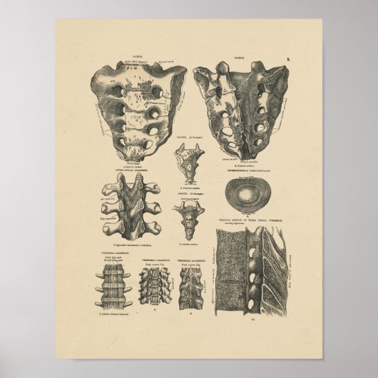 Poster Bones de colonne vertébrale vintage 1880 Imprimer (Devant)