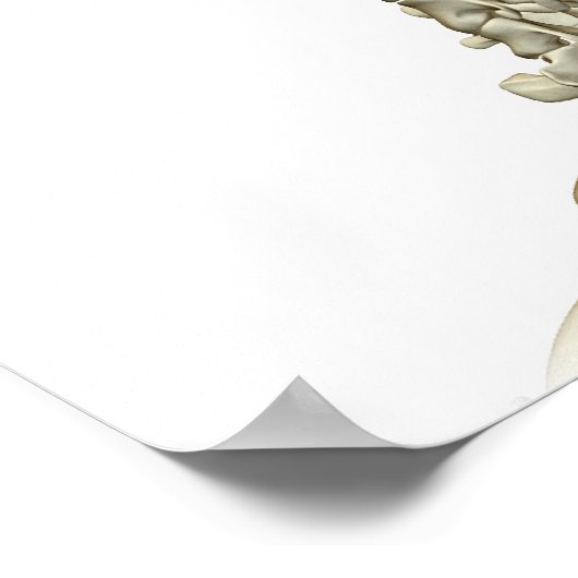 Poster Bones of the Head and Neck 3 (Coin)