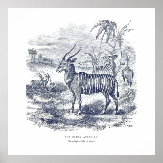 Poster Bongo Antelope Premium Canvas (Gloss) (Devant)