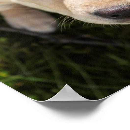 Poster Bonjour ! (chiot de repérage du Labrador jaune) (Coin)