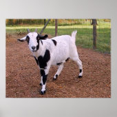 Poster Bonne chèvre (Devant)