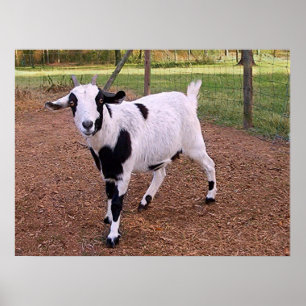 Poster Bonne chèvre
