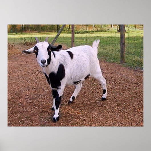 Poster Bonne chèvre (Devant)