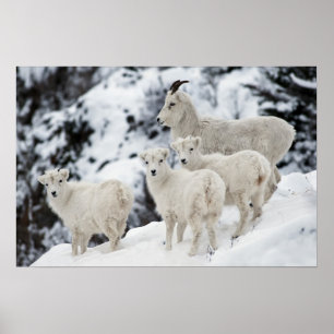 Poster Bonne famille de moutons
