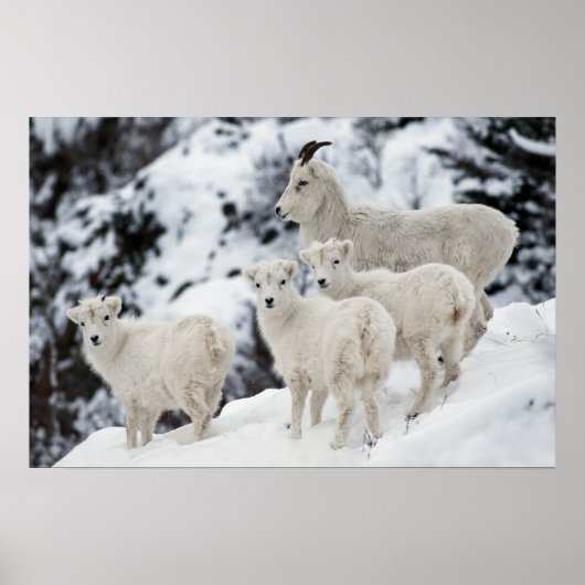 Poster Bonne famille de moutons (Devant)