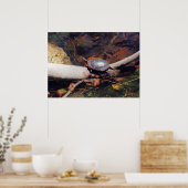 Poster Bonne tortue (Cuisine)