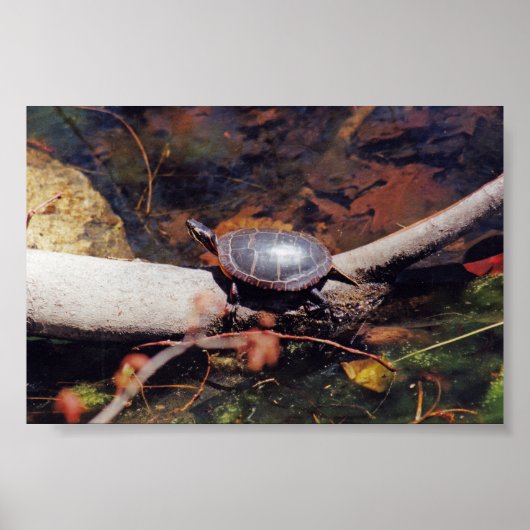 Poster Bonne tortue (Devant)