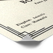 Poster Bonobo Zoology Series (Coin)