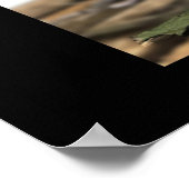 Poster Bonsai (Coin)
