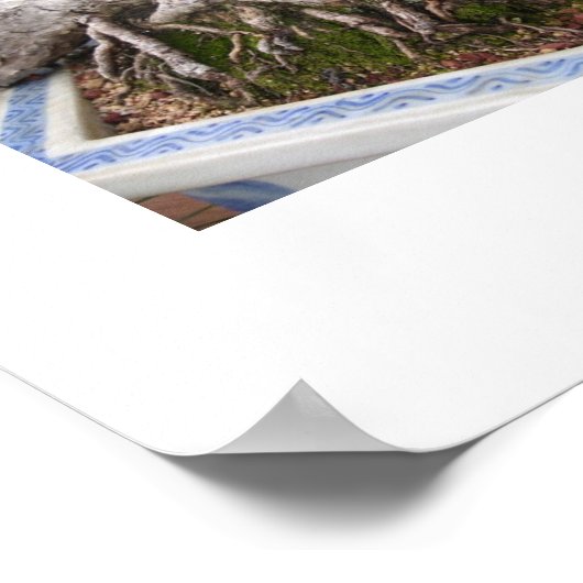 Poster bonsaï (Coin)