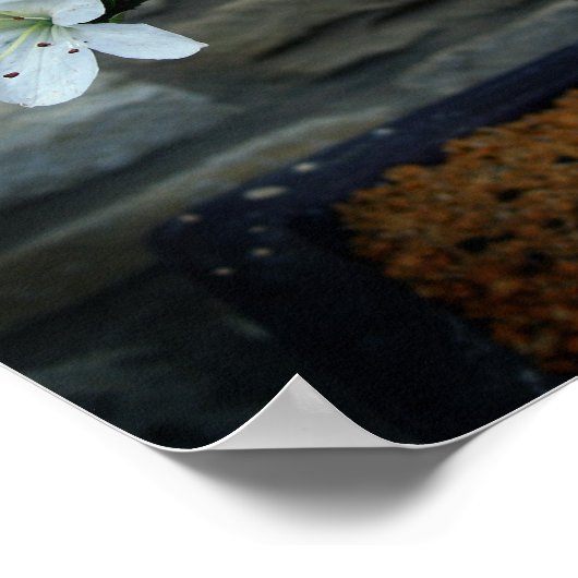 Poster Bonsai (Coin)